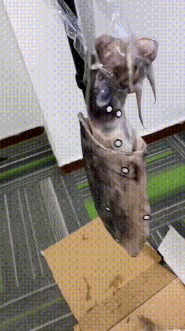 最新的處理 00_00_00-00_00_30.gif